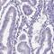 DEAD-Box Helicase 4 antibody, NBP2-13907, Novus Biologicals, Immunohistochemistry paraffin image 