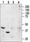 Adenosine A1 Receptor antibody, TA328694, Origene, Western Blot image 