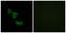 Mitochondrial Ribosomal Protein L44 antibody, LS-C119633, Lifespan Biosciences, Immunofluorescence image 