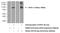 Kinesin-like protein KIF2C antibody, 12139-1-AP, Proteintech Group, Western Blot image 