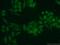 Zinc finger protein RFP antibody, 12205-1-AP, Proteintech Group, Immunofluorescence image 