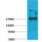 Ectopic P-Granules Autophagy Protein 5 Homolog antibody, LS-C387771, Lifespan Biosciences, Western Blot image 