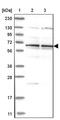 Zinc Finger Protein 324B antibody, PA5-54791, Invitrogen Antibodies, Western Blot image 