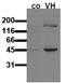 Glycogen Synthase Kinase 3 Beta antibody, AM00068PU-N, Origene, Western Blot image 
