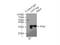 PFC antibody, 50430-2-AP, Proteintech Group, Immunoprecipitation image 
