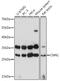 Calponin 1 antibody, 16-691, ProSci, Western Blot image 