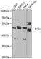 Inhibitor of growth protein 3 antibody, GTX54356, GeneTex, Western Blot image 