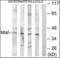 MAF BZIP Transcription Factor antibody, orb375985, Biorbyt, Western Blot image 