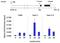 LIN28A antibody, MA1-016, Invitrogen Antibodies, Chromatin Immunoprecipitation image 