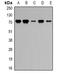 PR domain zinc finger protein 5 antibody, orb341284, Biorbyt, Western Blot image 