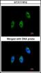 Elongator Acetyltransferase Complex Subunit 3 antibody, orb89998, Biorbyt, Immunofluorescence image 