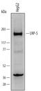 Low-density lipoprotein receptor-related protein 5 antibody, AF6646, R&D Systems, Western Blot image 