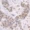 Zinc finger protein 106 antibody, A301-527A, Bethyl Labs, Immunohistochemistry frozen image 
