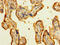 Laminin Subunit Alpha 5 antibody, A59602-100, Epigentek, Immunohistochemistry paraffin image 