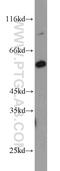 Jade Family PHD Finger 1 antibody, 15032-1-AP, Proteintech Group, Western Blot image 