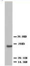 VEGF antibody, AP23353PU-N, Origene, Western Blot image 