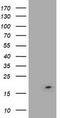 LSM1 Homolog, MRNA Degradation Associated antibody, LS-C173081, Lifespan Biosciences, Western Blot image 