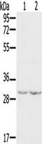 WD Repeat Domain 83 antibody, TA350154, Origene, Western Blot image 