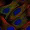 Calcium Binding And Coiled-Coil Domain 1 antibody, HPA038314, Atlas Antibodies, Immunofluorescence image 