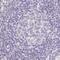 Zinc Finger B-Box Domain Containing antibody, PA5-57613, Invitrogen Antibodies, Immunohistochemistry frozen image 