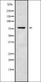 SRSF Protein Kinase 2 antibody, orb338685, Biorbyt, Western Blot image 
