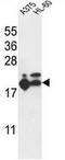 Ribosomal Protein L17 antibody, AP53709PU-N, Origene, Western Blot image 