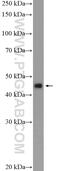Scianna blood group antigen antibody, 21375-1-AP, Proteintech Group, Western Blot image 