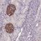 Kelch Like Family Member 35 antibody, HPA039864, Atlas Antibodies, Immunohistochemistry frozen image 