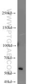 BAF57 antibody, 10814-1-AP, Proteintech Group, Western Blot image 