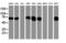 Protein disulfide-isomerase A4 antibody, LS-C173495, Lifespan Biosciences, Western Blot image 