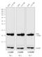 Mouse IgG (H+L) antibody, 62-6520, Invitrogen Antibodies, Western Blot image 