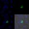 Myogenic Differentiation 1 antibody, NB100-56511G, Novus Biologicals, Immunocytochemistry image 