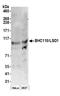 Lysine Demethylase 1A antibody, A300-216A, Bethyl Labs, Western Blot image 