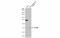 Transcription Factor B1, Mitochondrial antibody, GTX116131, GeneTex, Western Blot image 