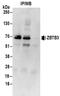 Zinc Finger And BTB Domain Containing 3 antibody, NBP2-32140, Novus Biologicals, Immunoprecipitation image 