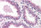 Lysophosphatidic acid receptor 2 antibody, MBS240414, MyBioSource, Immunohistochemistry frozen image 