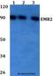 Adhesion G Protein-Coupled Receptor E2 antibody, LS-C411879, Lifespan Biosciences, Western Blot image 