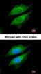 Nucleoside-Triphosphatase, Cancer-Related antibody, orb69954, Biorbyt, Immunofluorescence image 