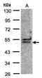 DExD-Box Helicase 39B antibody, NBP1-32173, Novus Biologicals, Western Blot image 