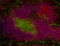 B And T Lymphocyte Associated antibody, 139111, BioLegend, Immunohistochemistry frozen image 