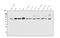Paired box protein Pax-1 antibody, A04559-2, Boster Biological Technology, Western Blot image 