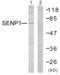 SUMO Specific Peptidase 1 antibody, abx013227, Abbexa, Western Blot image 
