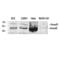 SMAD2 antibody, LS-C386093, Lifespan Biosciences, Western Blot image 