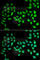 Urocortin 2 antibody, A6485, ABclonal Technology, Immunofluorescence image 