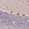 Large subunit GTPase 1 homolog antibody, HPA037704, Atlas Antibodies, Immunohistochemistry frozen image 