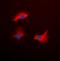 Interleukin 13 Receptor Subunit Alpha 1 antibody, orb393330, Biorbyt, Immunofluorescence image 