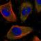 Centrosomal Protein 170 antibody, HPA042151, Atlas Antibodies, Immunofluorescence image 