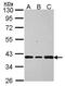 Aldo-Keto Reductase Family 7 Member A2 antibody, GTX115109, GeneTex, Western Blot image 