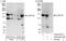 Valosin Containing Protein Interacting Protein 1 antibody, A302-934A, Bethyl Labs, Western Blot image 