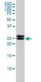 Ependymin Related 1 antibody, H00054749-M01, Novus Biologicals, Western Blot image 